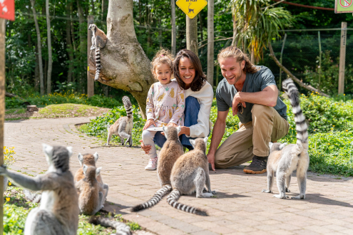 a smiling mother, father, and their daughter kneeling down on a pathway, looking at a group of ring-tailed lemurs