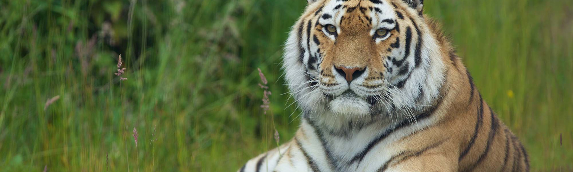 an Amur tiger lying down on grass looking directly at the camera